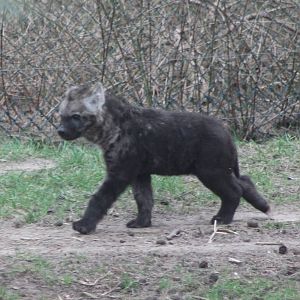 Young Spotted hyena