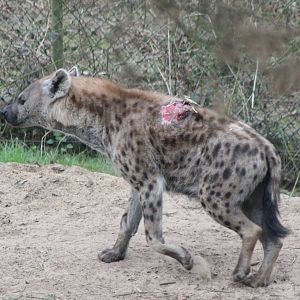 Wounded Spotted hyena
