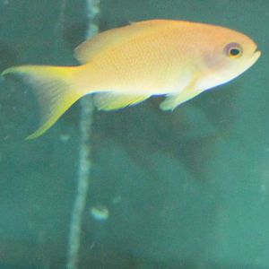 Lyretail Anthias (Pseudanthias squamipinnis)