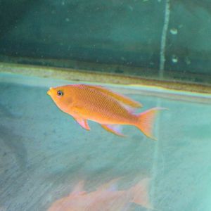 Anthias species