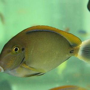 Blackspot Surgeonfish