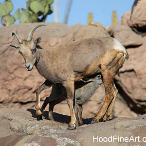 desert bighorn nursing