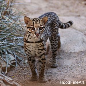female ocelot