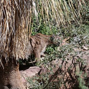 prowling puma