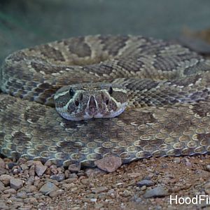 mohave rattlesnake