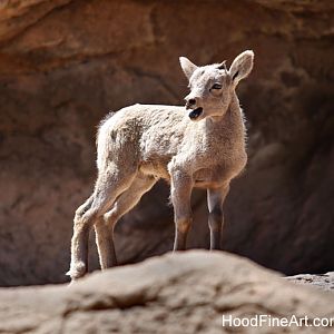 desert bighorn lamb