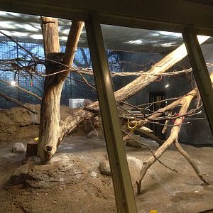 3/26/2016 - New Cotton Top Tamarin Exhibit