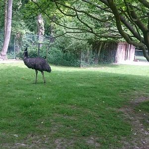 Emu enclosure