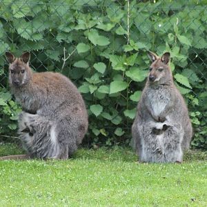 Red-necked wallabies with young