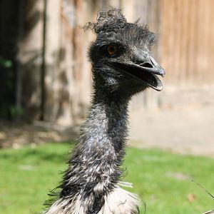 Emu