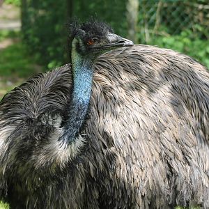 Emu