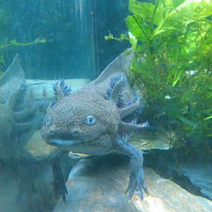 Axolotl