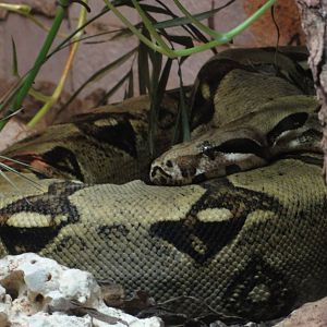 Boa constrictor