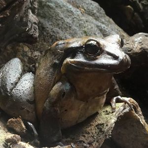 Mountain chicken frog