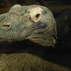 Komodo dragon