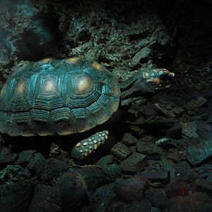 red-footed tortoise