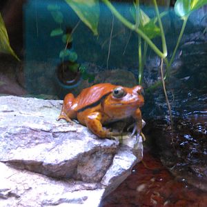 Sambava tomato frog
