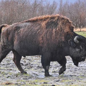 Wood Bison