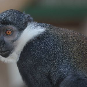 L'Hoest's Monkey, Wroclaw Zoo, April 2016