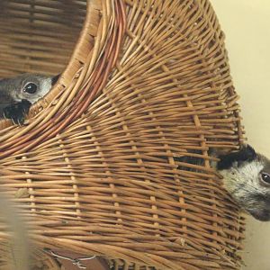 Javan Black Giant Squirrel, Wroclaw Zoo, April 2016