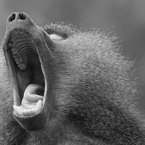 Hamadryas Baboon, Wroclaw Zoo, April 2016