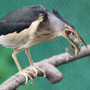 Little Bittern, Wroclaw Zoo, April 2016
