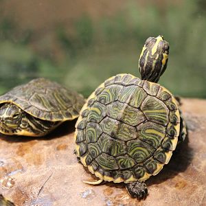 Yellow-bellied sliders