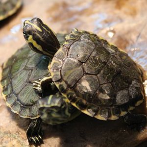 Yellow-bellied sliders