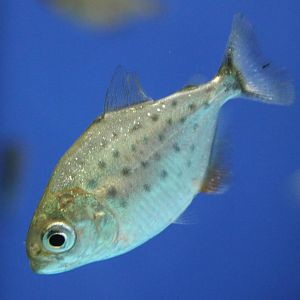 Juvinile Red-bellied piranha