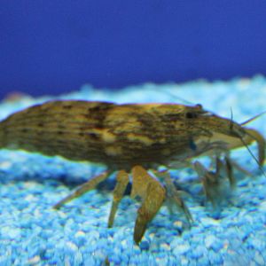 Atyopsis moluccensis