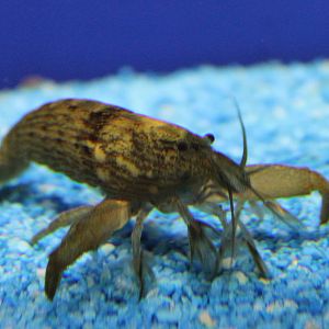 Atyopsis moluccensis