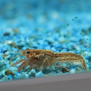 Shrimp ID