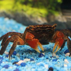 Red crab - Sesarma moeshi