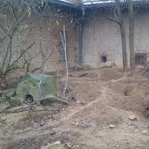 Enclosure Bat-eared fox