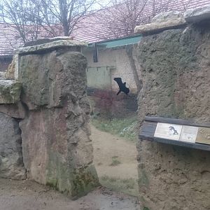 Outdoor enclosure Honey badgar