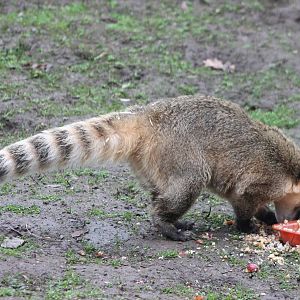 Ring-tailed coati
