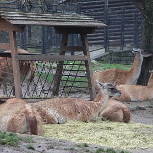 Guanacos