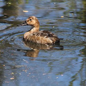 Canvasback