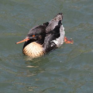 Red-Breasted Merganser
