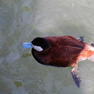 American Ruddy Duck