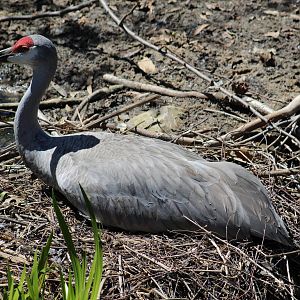 Florida Sandhill Crane