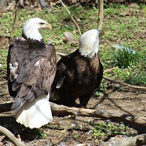 Bald Eagles