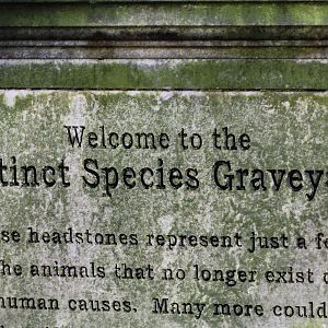 Extinct Species Graveyard
