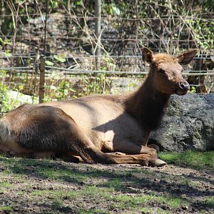 Roosevelt Elk