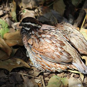 Bobwhite Quail