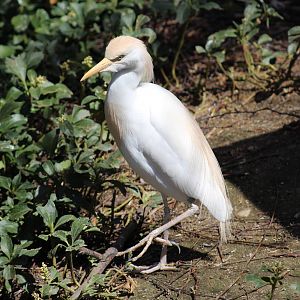 Cattle Egret