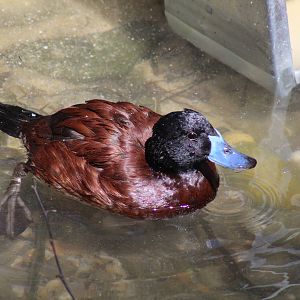 Argentine Ruddy Duck