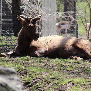 Roosevelt Elk