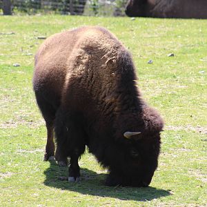 American Bison