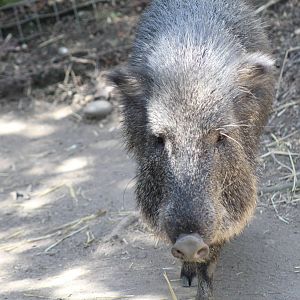 Chacoan Peccary
